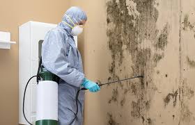 Best Black Mold Removal in Oaklyn, NJ